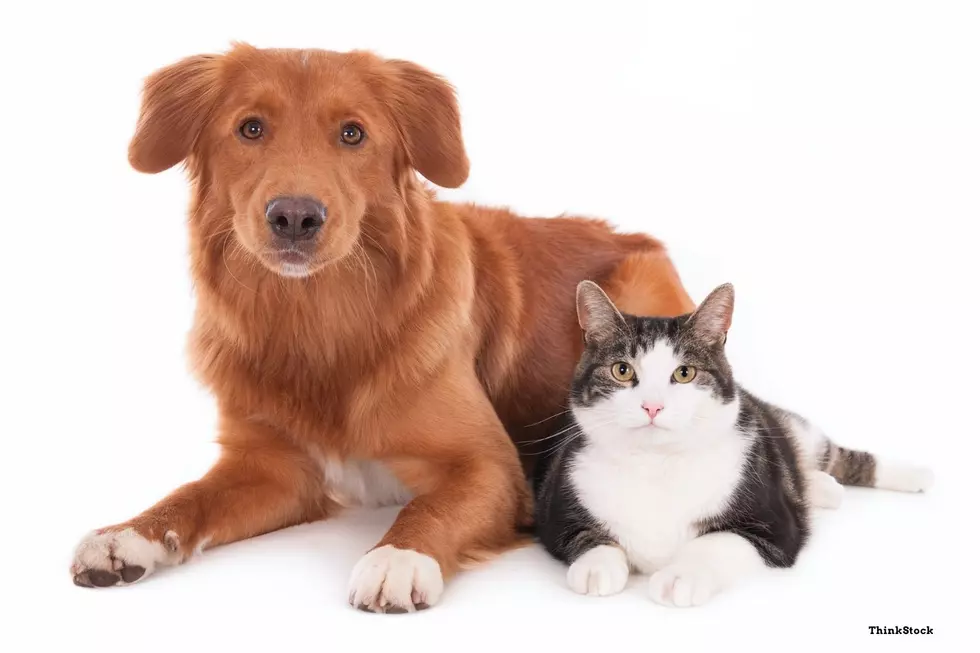 Urgent Need for Supplies for Pets up for Adoption in Rochester